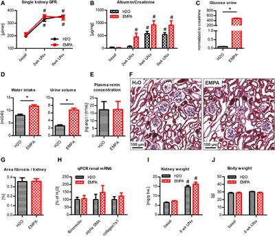 Empagliflozin Reduces Renal Hyperfiltration in Response to Uninephrectomy, but Is Not Nephroprotective in UNx/DOCA/Salt Mouse Models